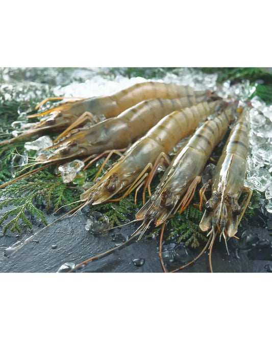 マダガスカル産  海老の極（31尾）