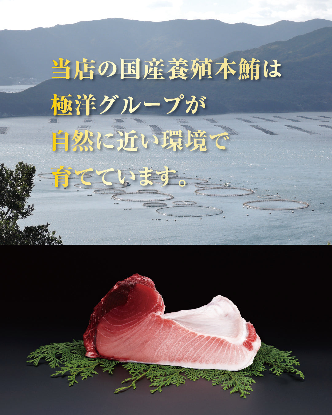 国産養殖本鮪セット（生食用）